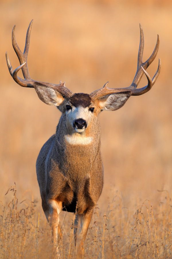 big mule deer bucks