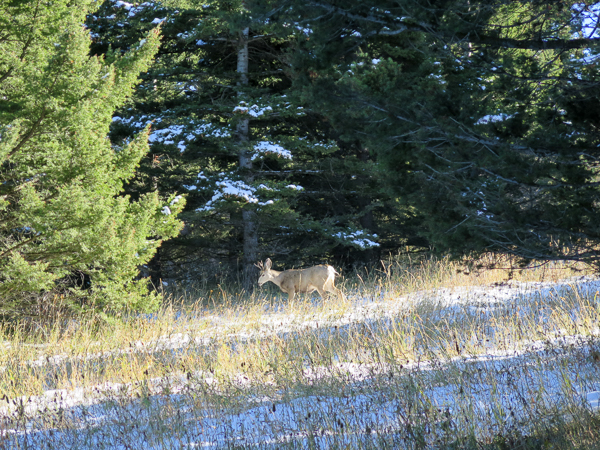montana mule deer, big game hunting
