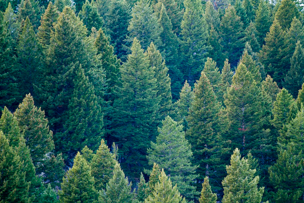 evergreen, trees, forest, green