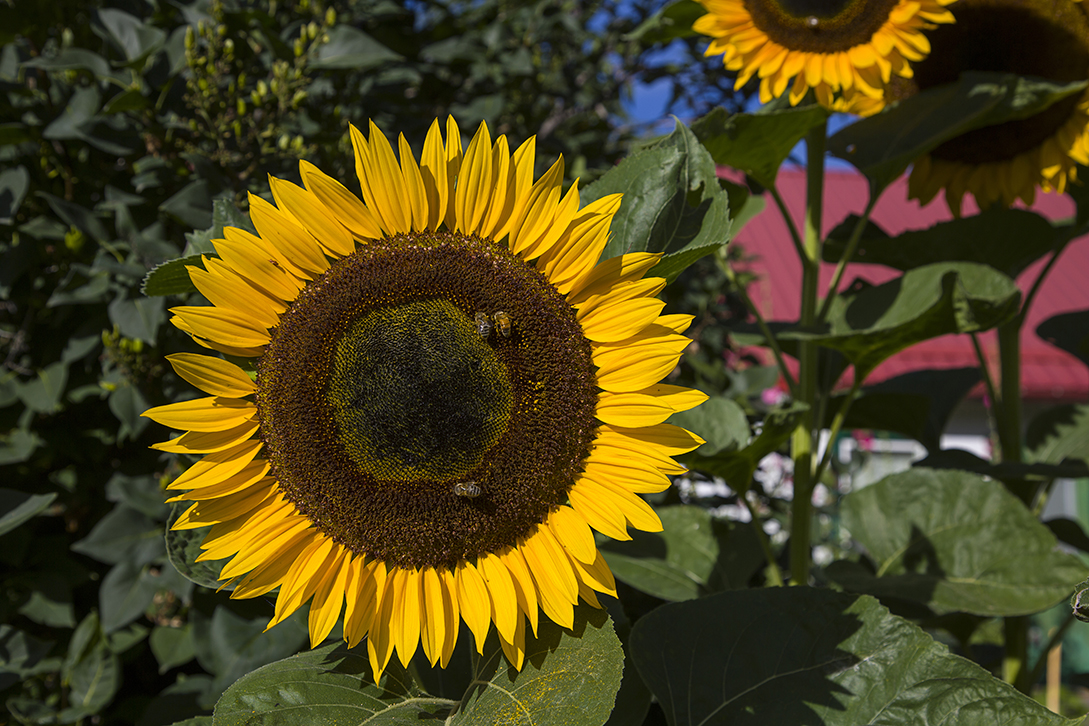 sunflower, garden, flower, yellow