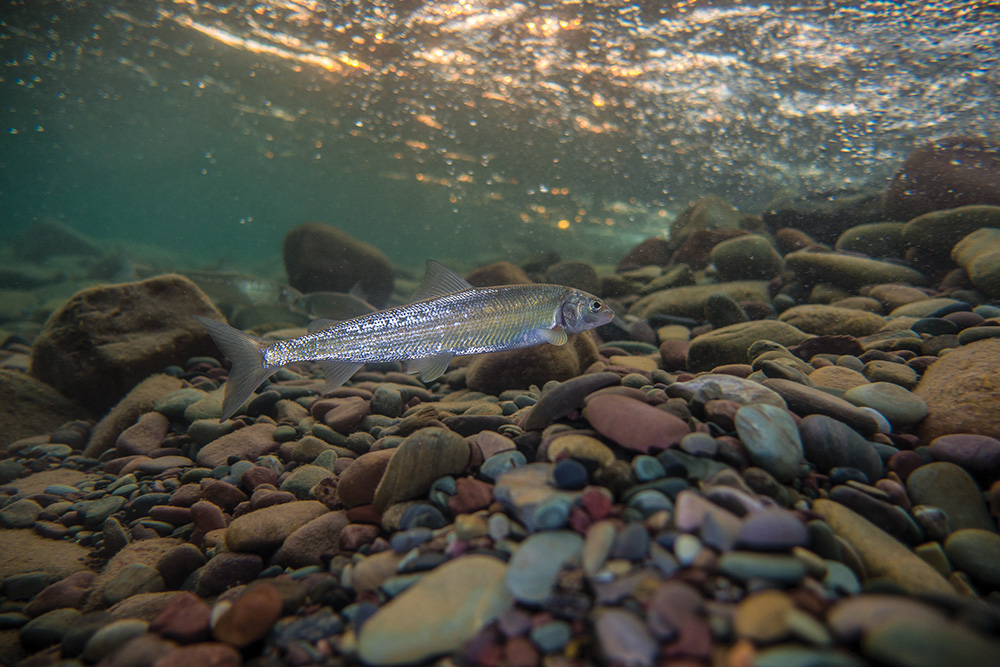 whitefish fish water river 