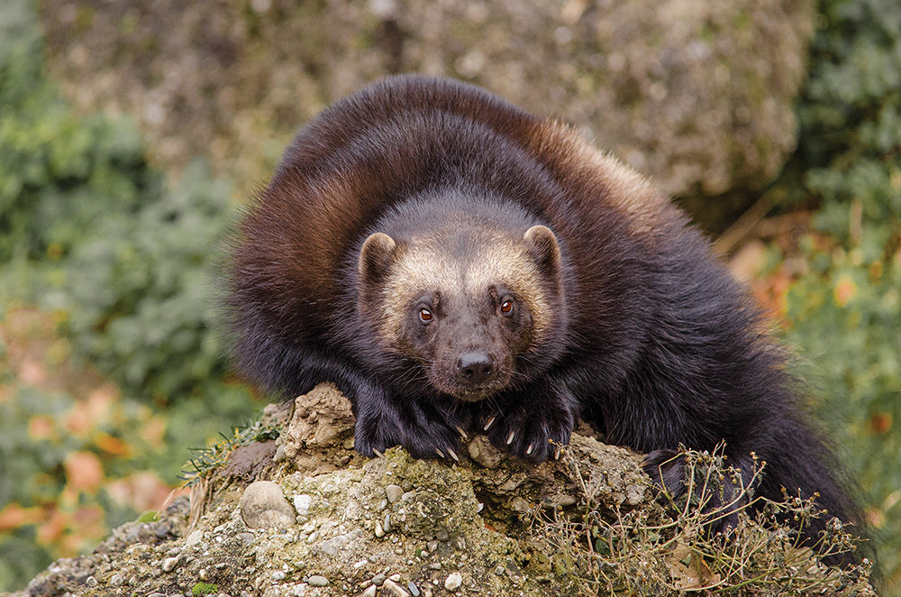 wolverines, wilderness, gulo gulo