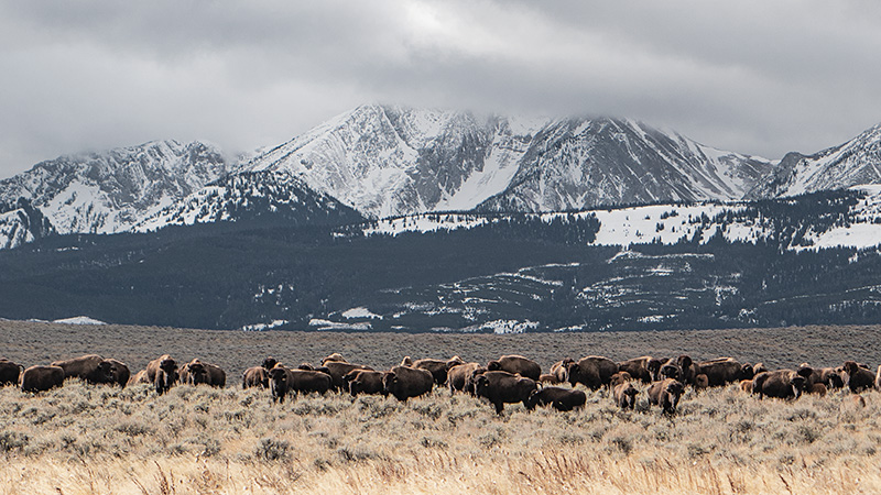 bison, ranching