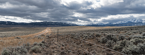 bison, ranching