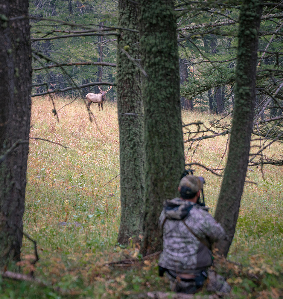 elk hunting, stalking, bull elk