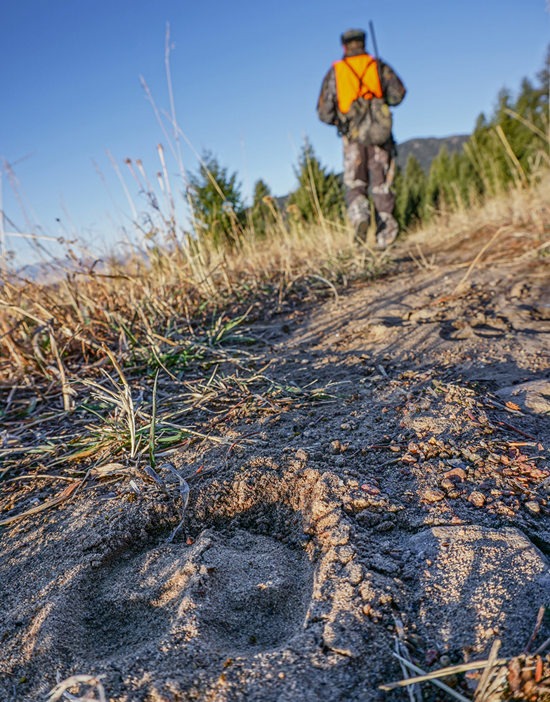 elk hunting, tracking, animal tracks