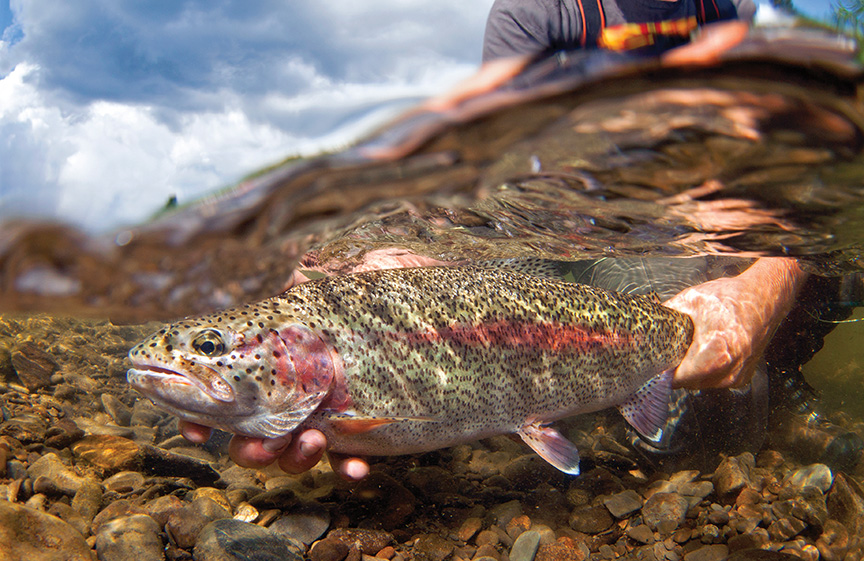 Trophy Trout of Summer  The Weekend Angler's Diary