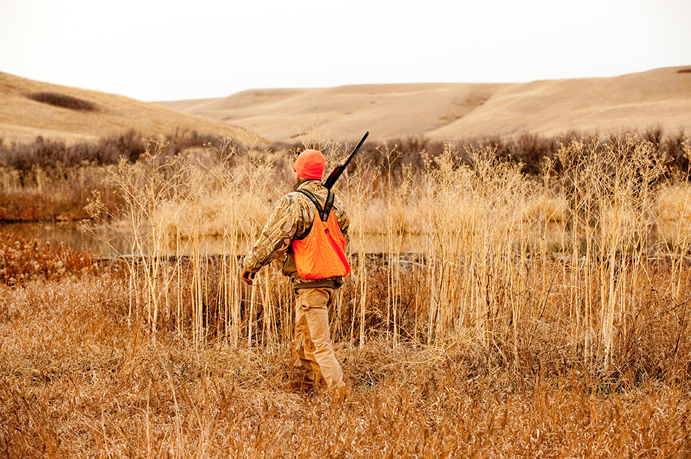 hunter, bird hunting, upland birds