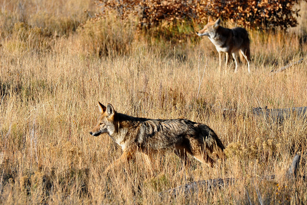 coyote, wildlife, predator, scavenger