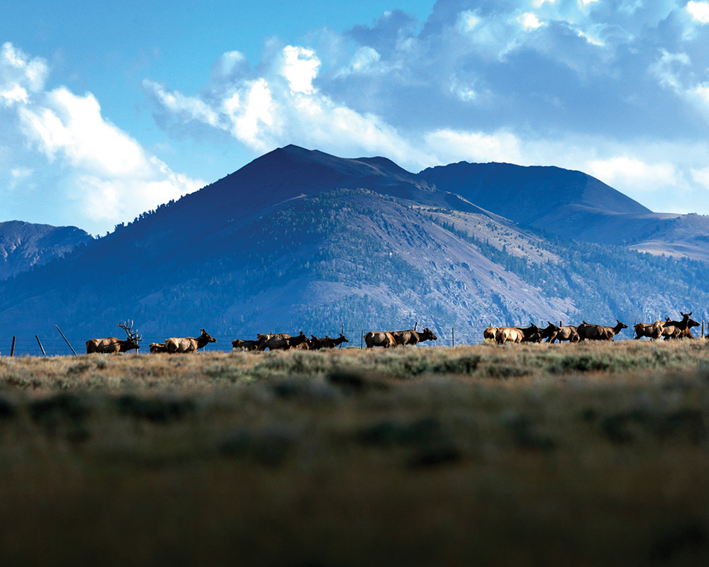 elk public lands outside bozeman