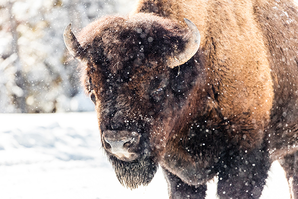 Gardiner, Montana, Bison, Skiing, Yellowstone, Winter