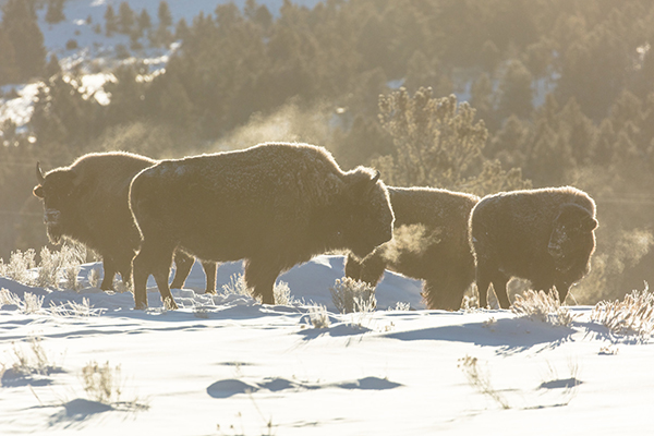 Gardiner, Montana, Lamar Valley, Yellowstone, Winter