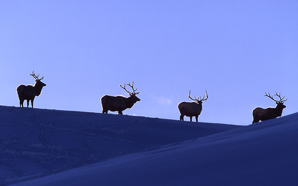 Gardiner, Montana, Lamar Valley, Yellowstone, Winter