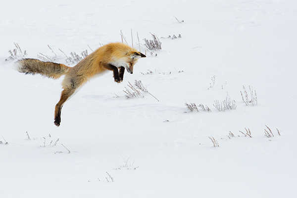 Gardiner, Montana, Lamar Valley, Yellowstone, Winter