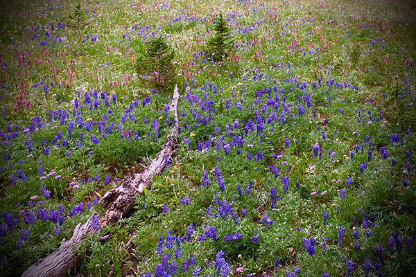 Gallatin Range, Gallatin Crest, Bozeman