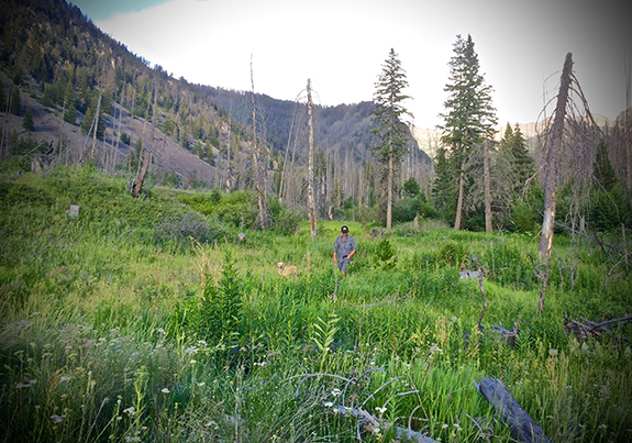 Mill Creek, Paradise Valley, Absaroka-Beartooth Wilderness