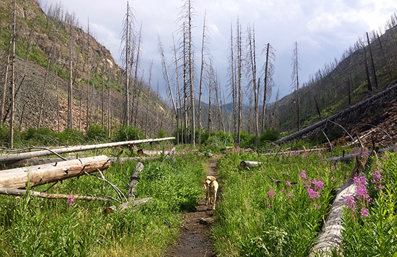 Passage Falls, Absaroka-Beartooth Wilderness