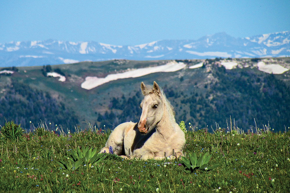 wild horses, pryor mountains, eastern montana