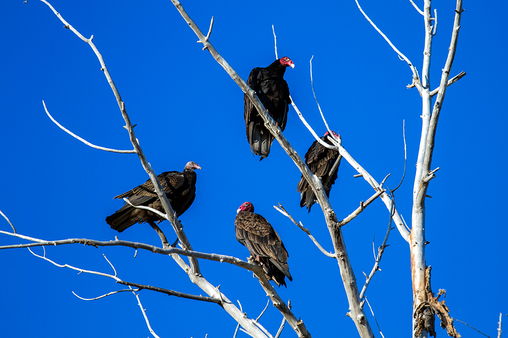 Makoshika State Park, Birds, Turkey Vultures