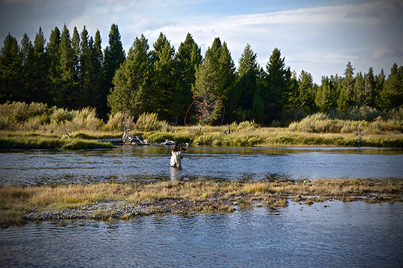 Madison River, West Yellowstone, Fly Fishing