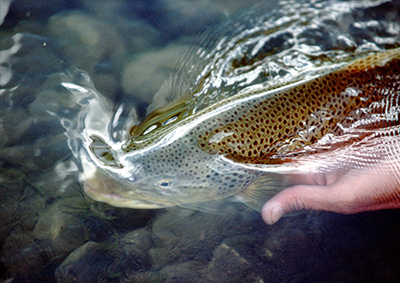 Brown Trout, Montana Fishing Reports