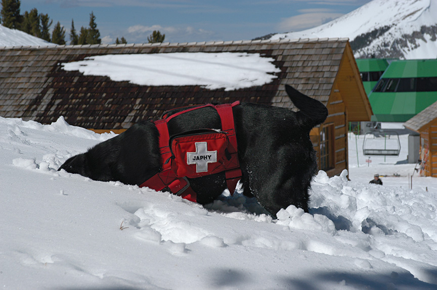 Avalanche dog digging