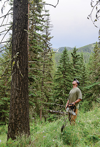 cutting a tree, firewood, chainsaw