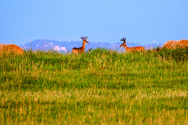 Photo by Craig Hergert / MT Panoramic