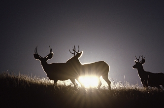 Hunting, conservation, mule deer