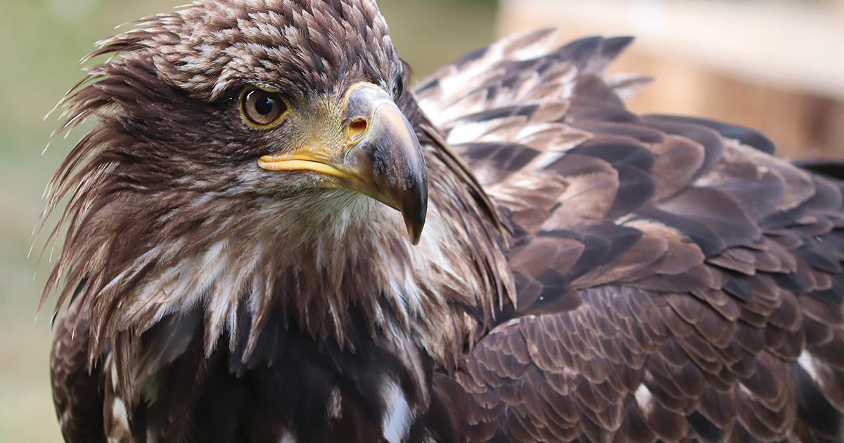 Montana Raptor Presentation | Outside Bozeman