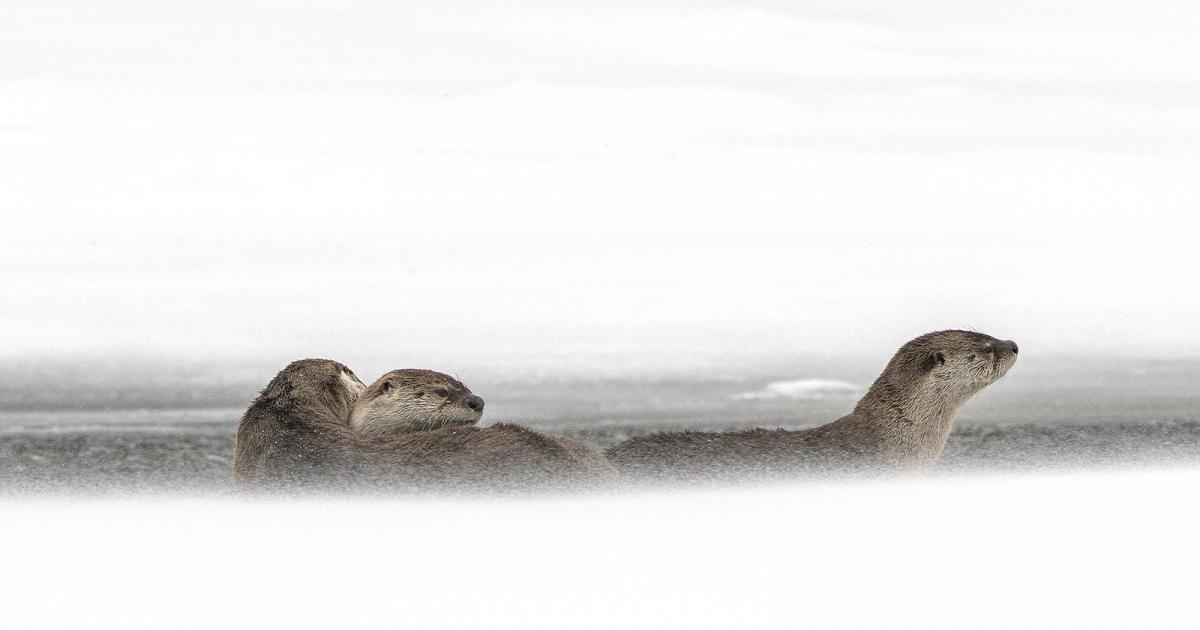 Unveiling the Past: A Closer Look at Bozeman Obituaries