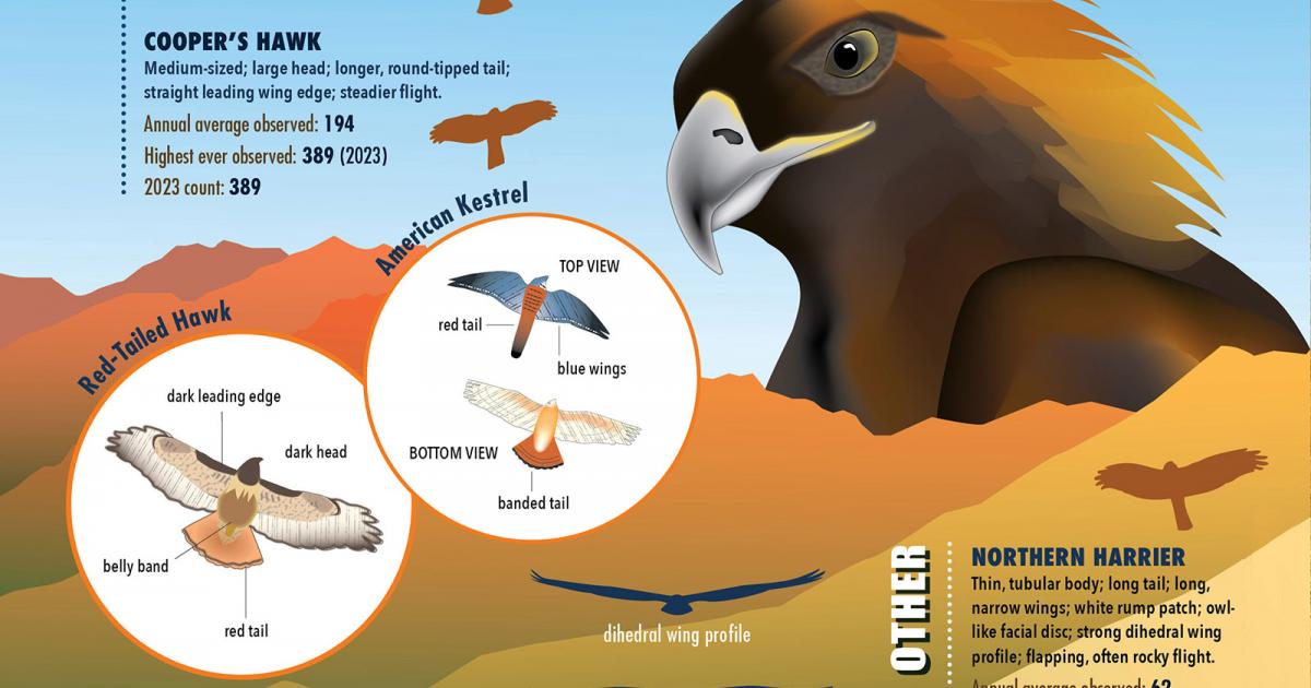 By the Numbers: Raptors | Outside Bozeman