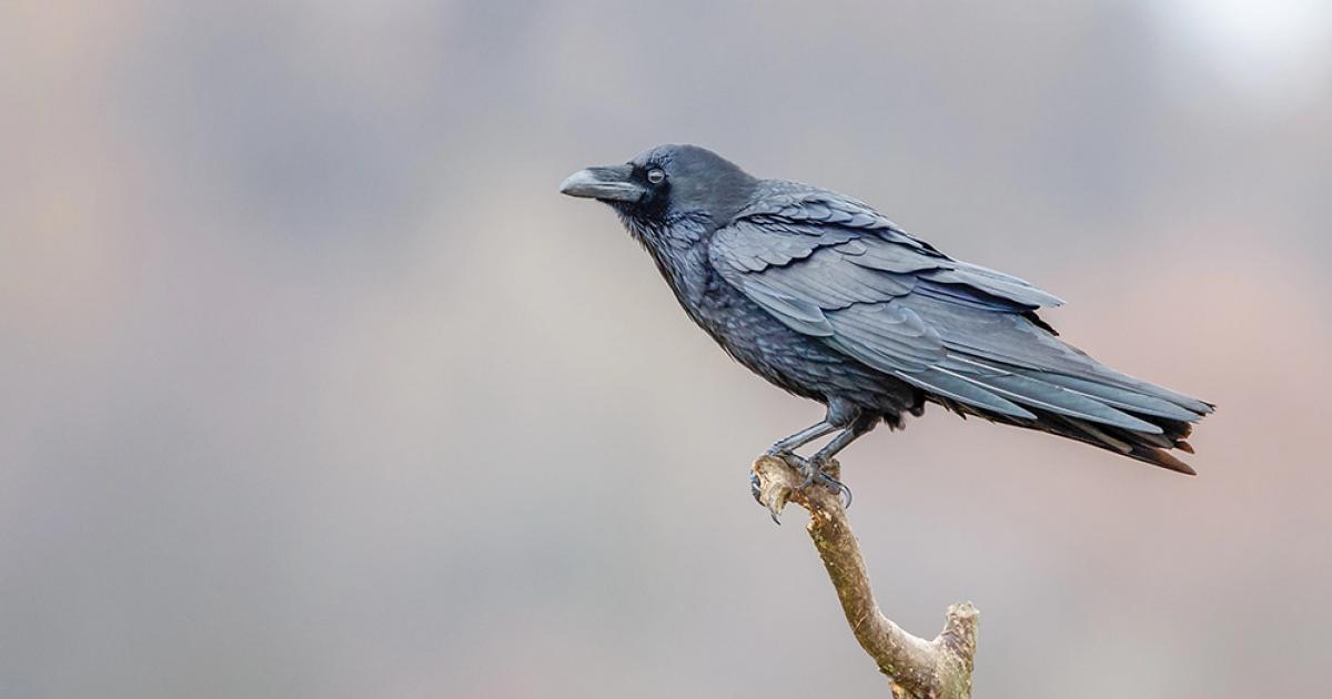 Crow Rfth International Crow & Raven Appreciation Day | Outside Bozeman