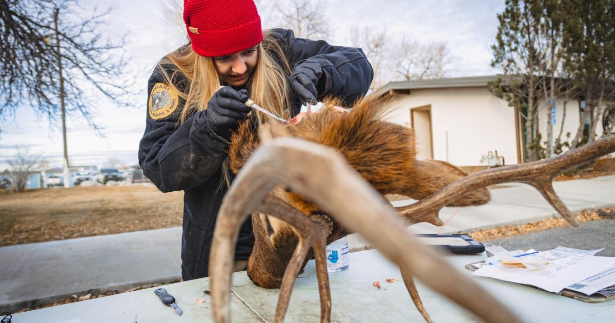 CWD Sampling Workshop | Outside Bozeman