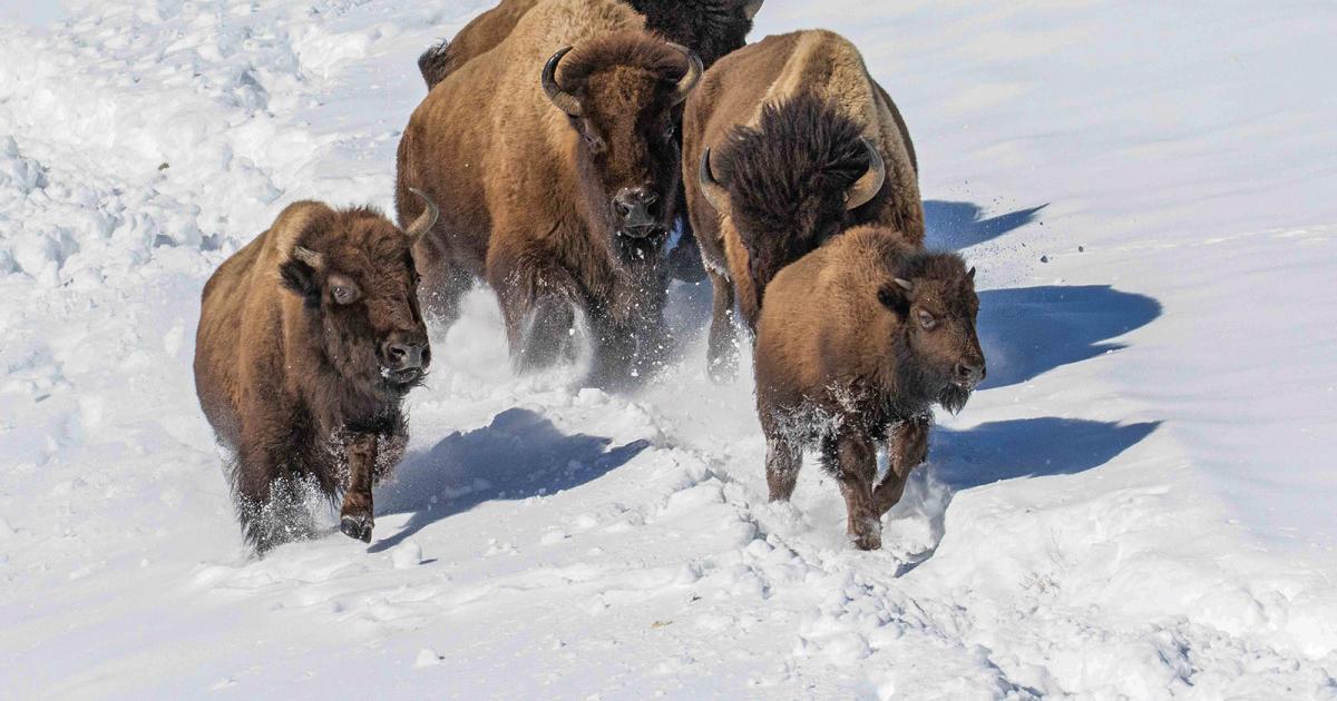 Cold Competence Outside Bozeman