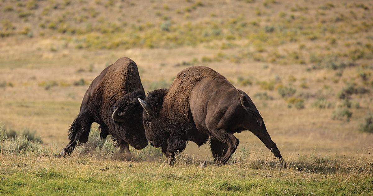 Raging Bulls | Outside Bozeman