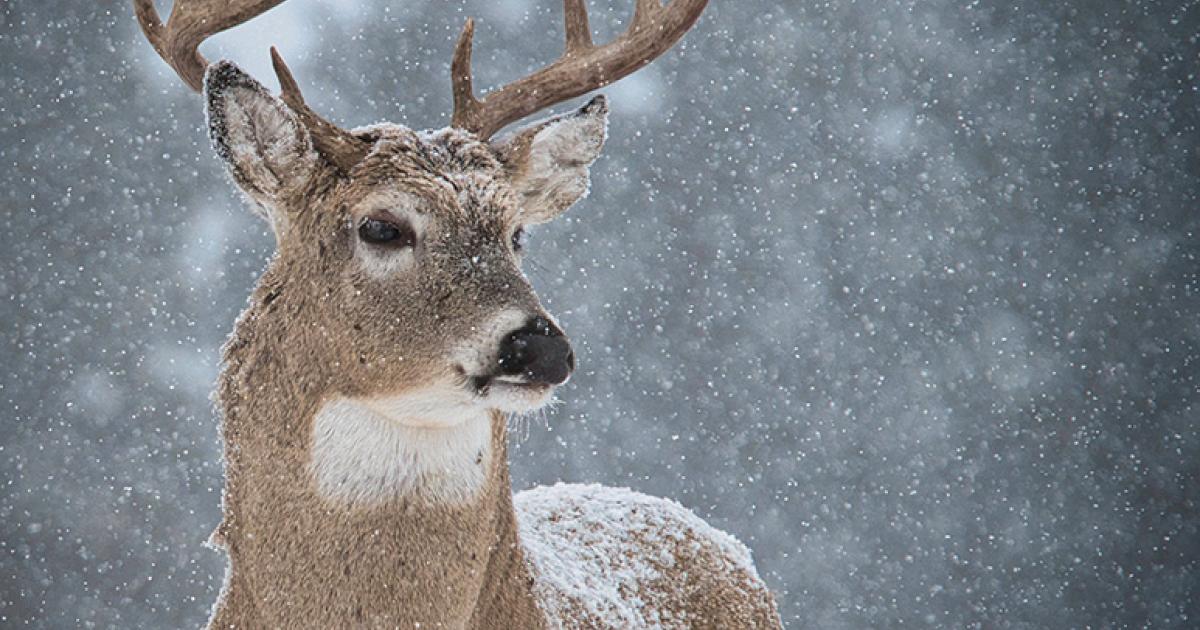 Packing out outlet whitetail deer