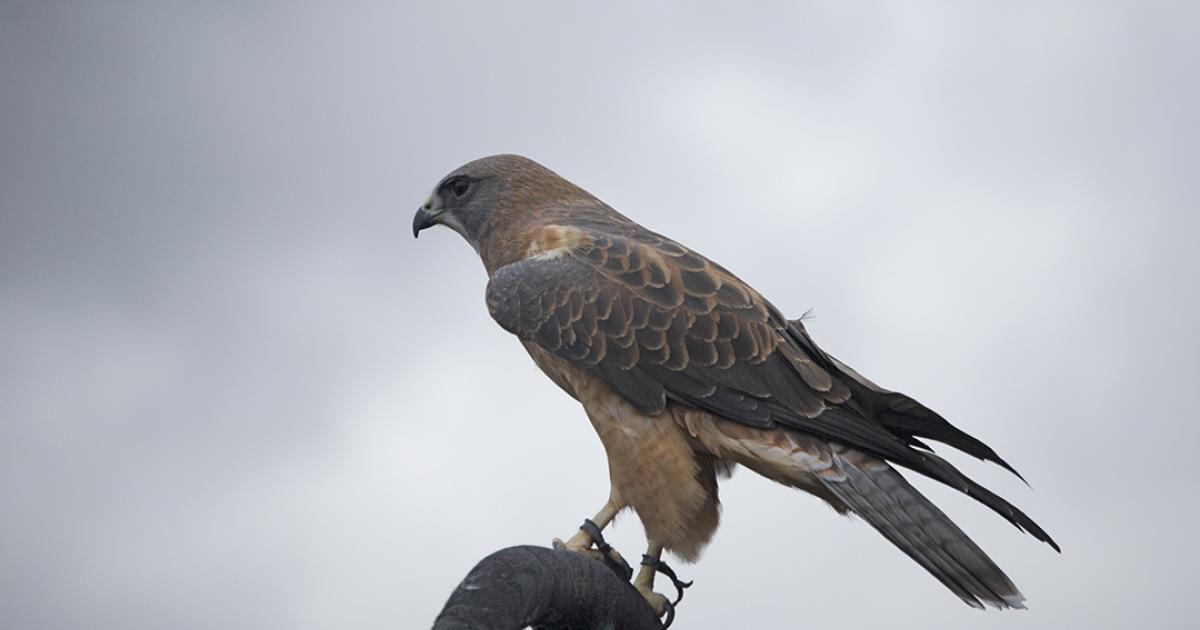Montana Raptor Presentations | Outside Bozeman