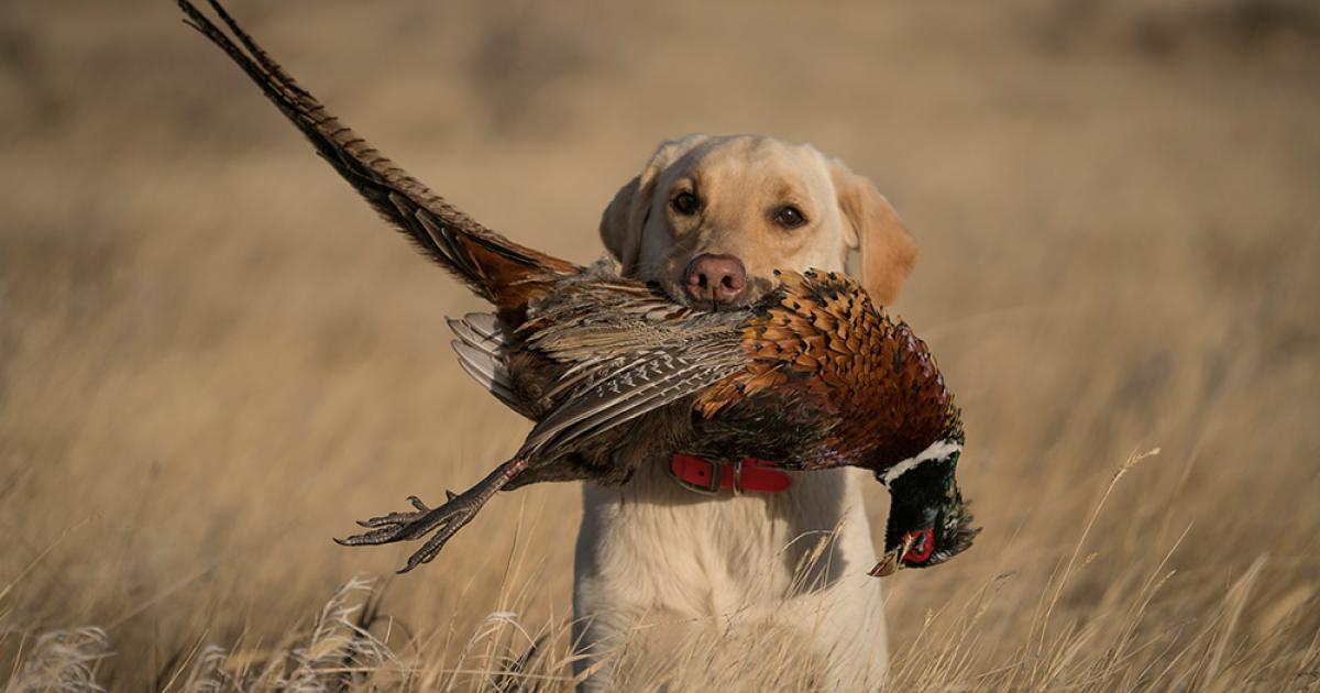 Ring-Necked Pheasant: Game Bird Profile - Gun Dog