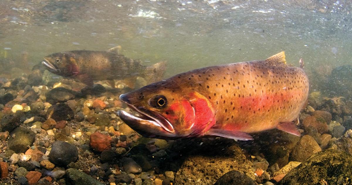 Cutthroat Comeback | Outside Bozeman