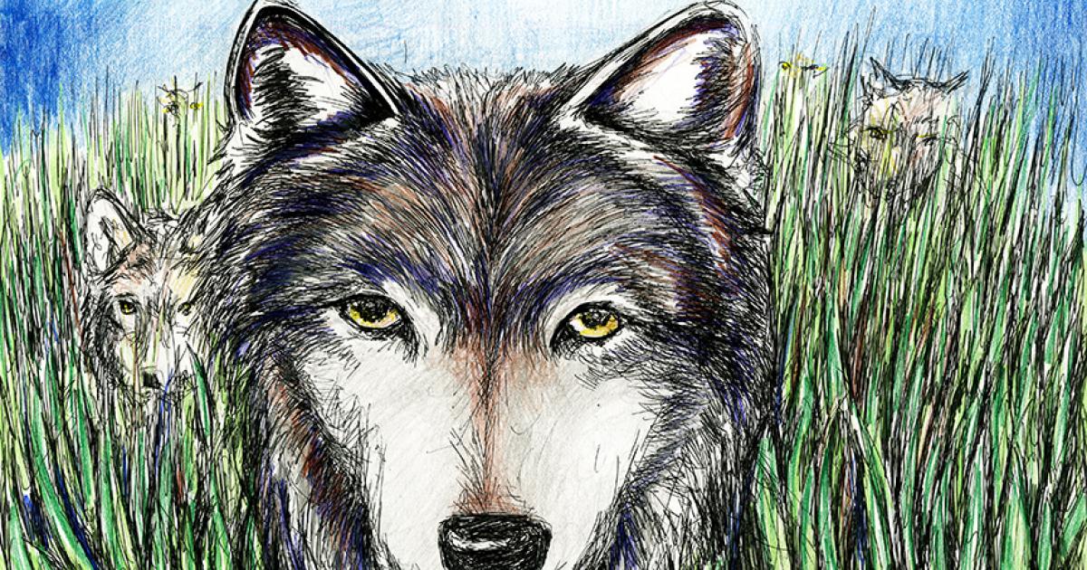 True Tales: Circle of Wolves | Outside Bozeman