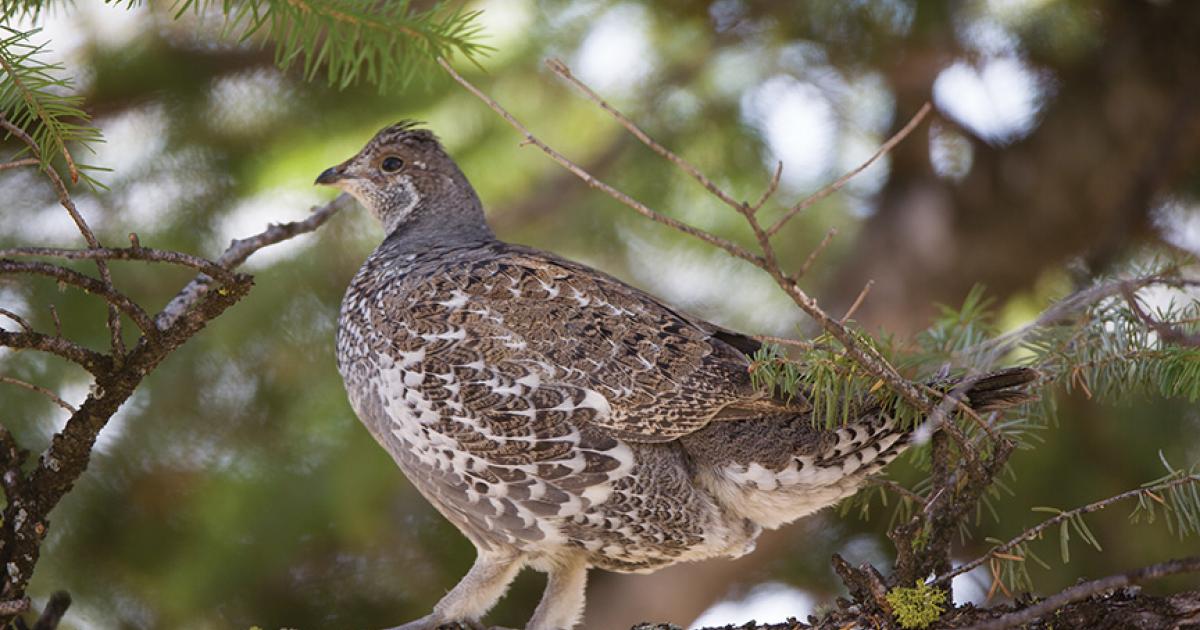 blue grouse hunting