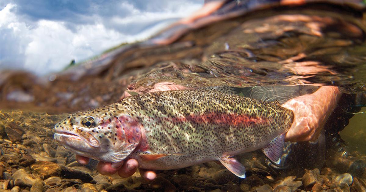 Flyfishing the Montana Salmon Fly Hatch - Game & Fish