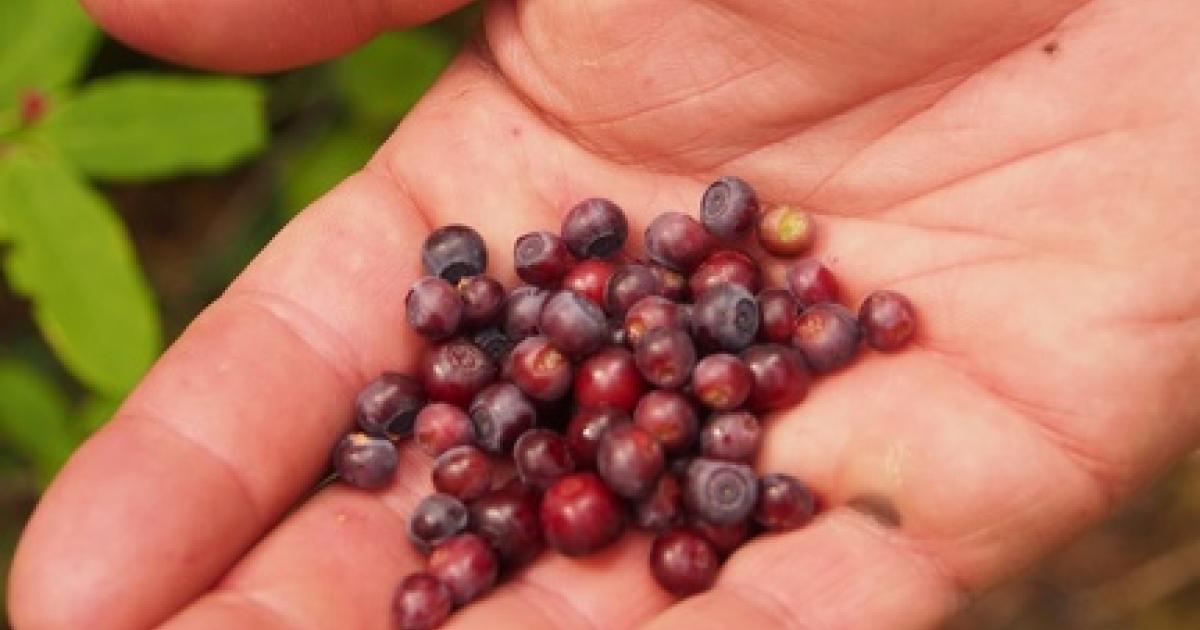Edible Berries of the Wild | Outside Bozeman