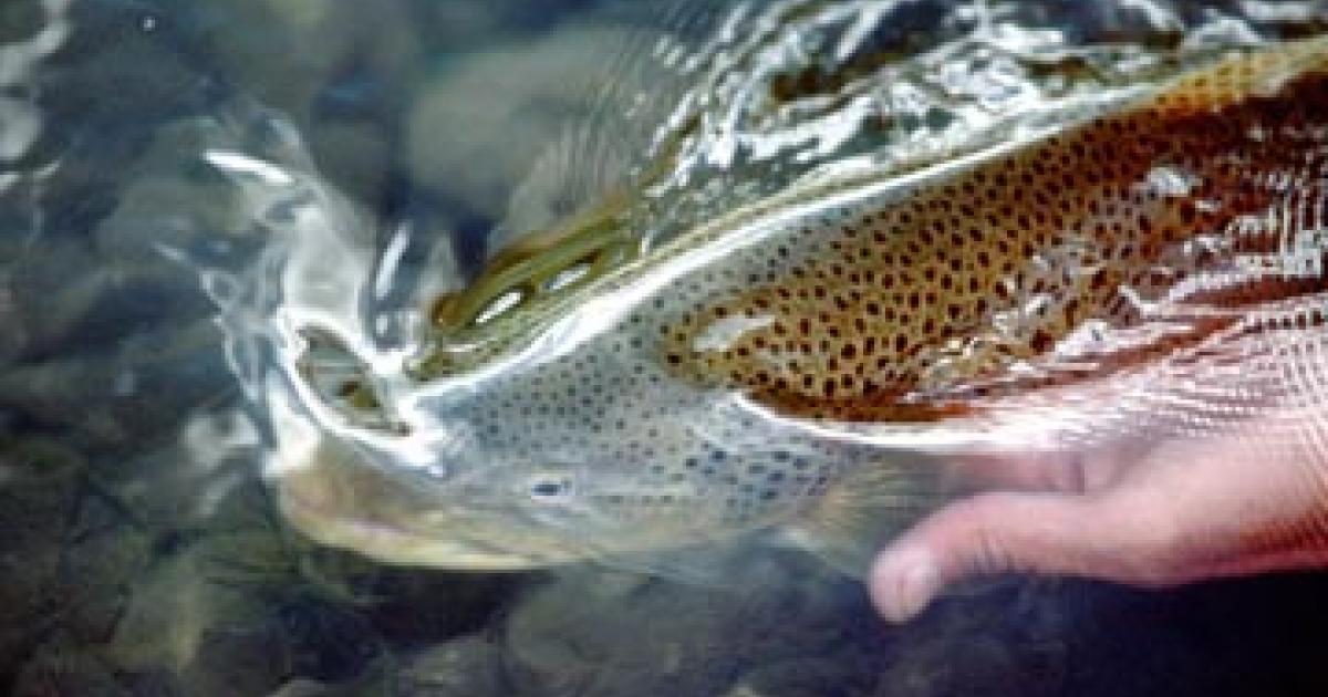 Catch And Release The Right Way Outside Bozeman