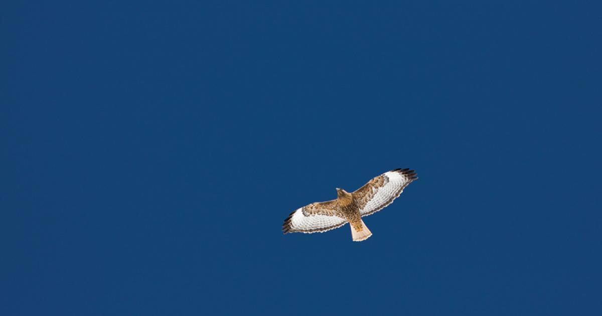 Bridger Raptor Festival | Outside Bozeman