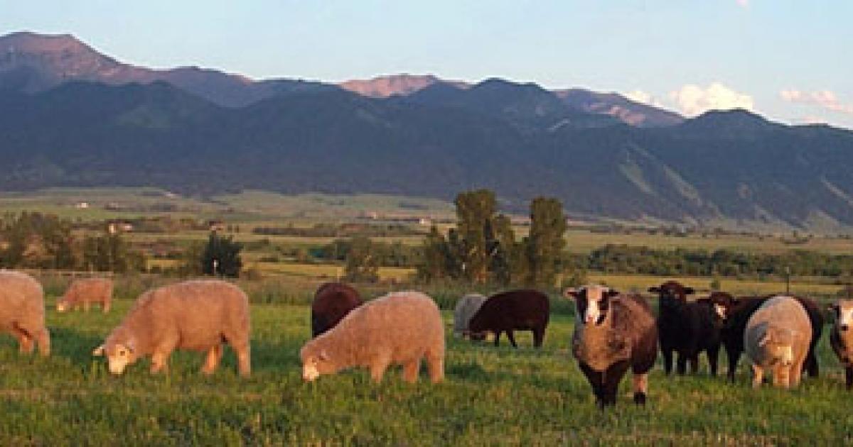 Predator Wool Predator-Friendly Wool | Outside Bozeman