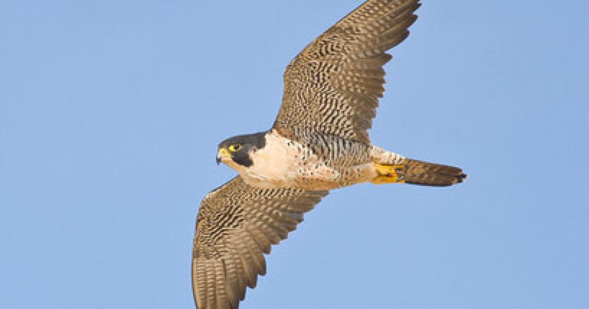 Raptor Conservation Discussion - Unknown Raptor