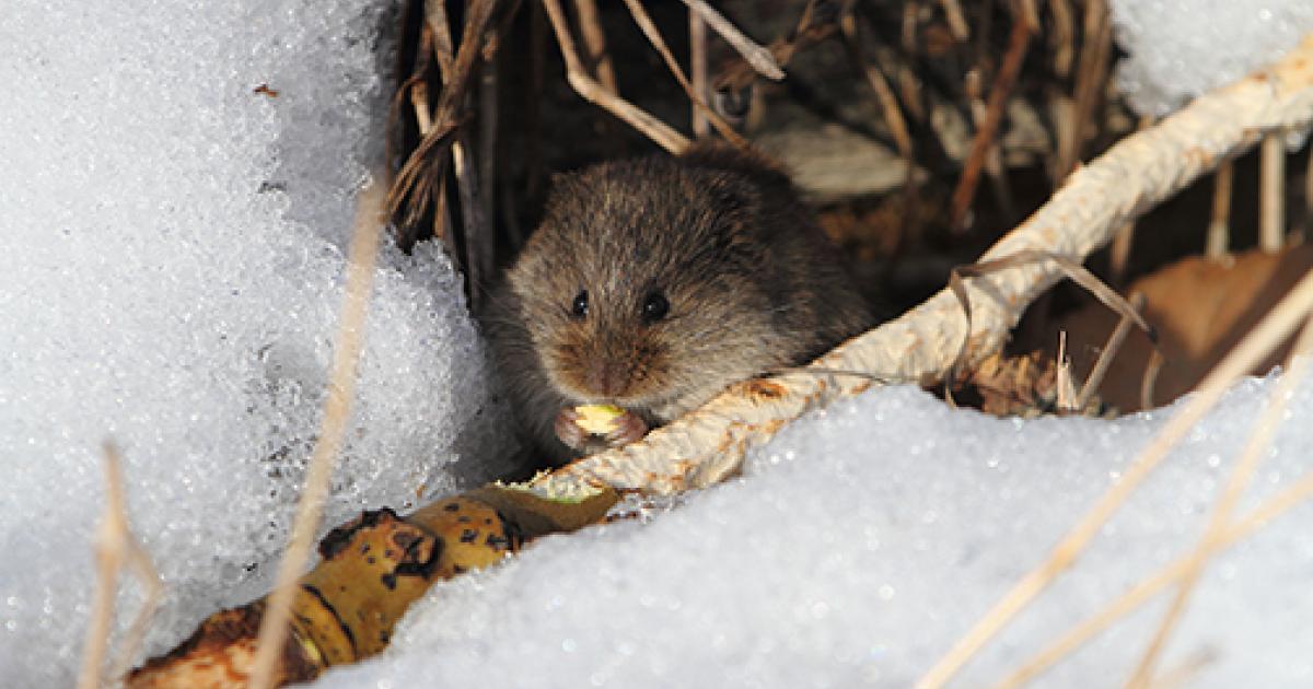 Vole Invasion Outside Bozeman Vole Invasion Outside Bozeman