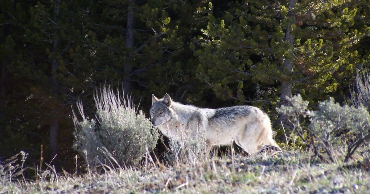 Wolf & Raven  Outside Bozeman